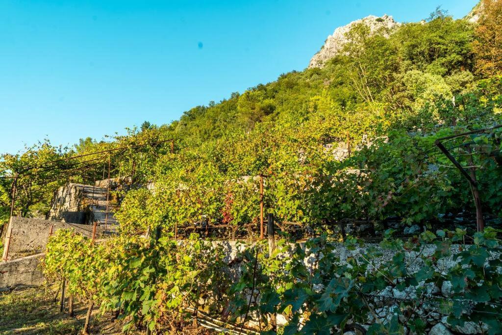 Pavle'S Oasis Villa Virpazar Dış mekan fotoğraf